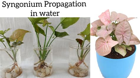 Syngonium Propagation In Water How To Grow Syngonium Plant In Water