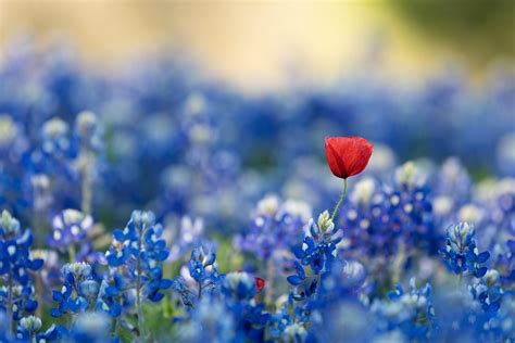 Sfondi Luce Del Sole Piante Mattina Fiori Rossi Fiorire Fiori