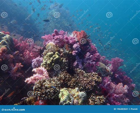 Colorful Coral Reef With Fish At Lipe Island Andaman Sea Indian Ocean