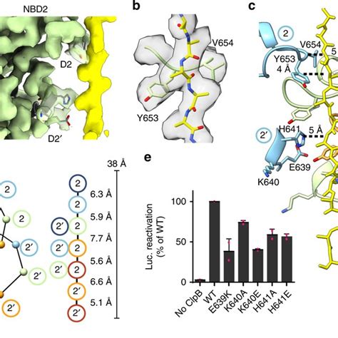 D Focus Classification Reveals Substrate Interaction With Ntds A