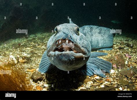 Atlantic Wolffish Anarhichas Lupus North Atlantic Ocean Iceland