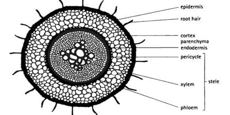 Identifying characteristics of the internal structure of Dicot Root ...