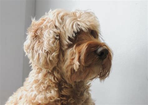 All About Dog Tags Guide To Keeping Furry Safe Zooandpet Pet Shop Uae