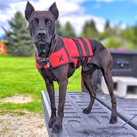 What You Should Know About The Canis Panther Dog K9 Web