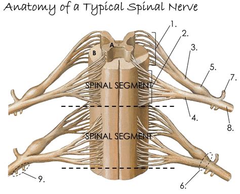 Spinal Nerve Anatomy Diagram Quizlet