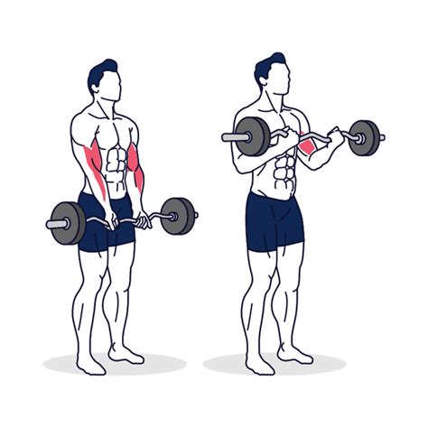 How to do EZ Barbell Curl with Proper Form at Simply Fitness