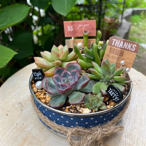 全て100円ショップで揃う多肉植物の寄せ植えのつくりかた愛でて癒され梅雨の晴れ間のお楽しみ