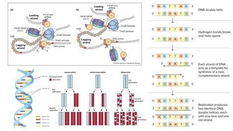 What is DNA Replication? - Steps, Enzymes, Mechanism, Applications ...