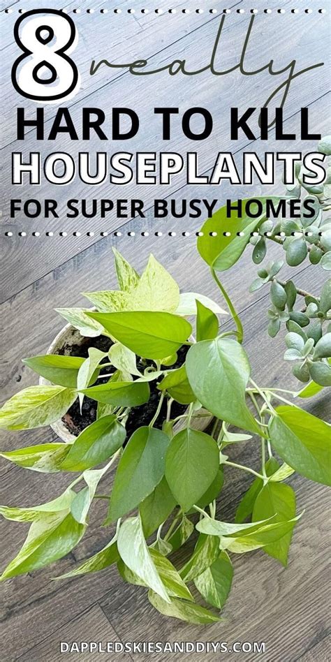 Here Are My Top Picks For The Best Hard To Kill Houseplants If You