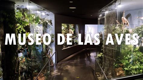 Museo de las Aves de México en Saltillo Coahuila YouTube