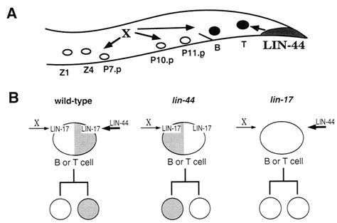 A Model For The Regulation Of Asymmetric Cell Divisions In C Elegans