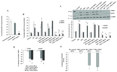 Effects Of CD147 Silencing On HG And CML Mediated Changes In MMP2 And