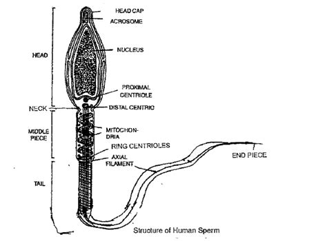 Draw A Well Labelled Diagram Of Human Spermatozoan