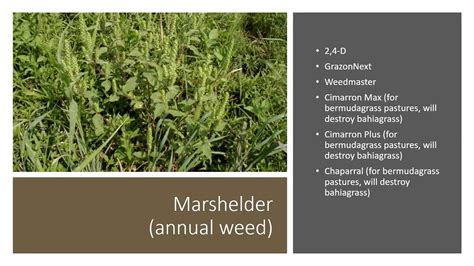 Pasture Weed Id And Control Webinar 3312020 Youtube