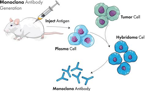 The Road To Lead Antibody Generation—hybridomas Antibody Libraries And Single B Cells