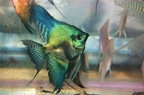 Akvaryum Bilgi Paylasim On Instagram Angel Fish Tank Freshwater