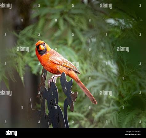 Male Northern Cardinal Sitting On Fence Looking At Camera Side View