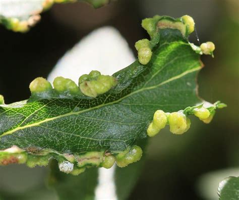 5 Natural Ways To Get Rid Of Gall Mites On Plants Dre Campbell Farm