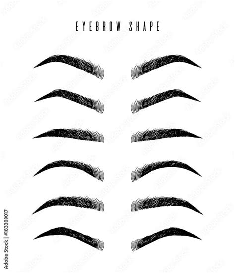 Download Eyebrow Shapes Various Types Of Eyebrows Classic Type And Other Trimming Vector