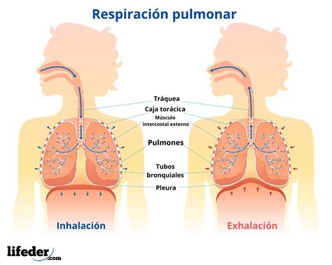 Tipos De Respiracion De Los Seres Vivos Slingo 14858 The Best Porn