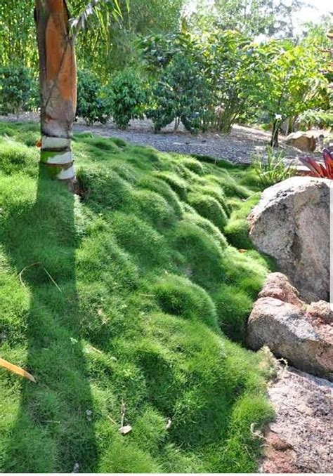 No Mow Grass Zoysia No Mow Grass Grasses Garden Grass Alternative