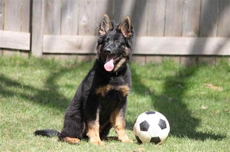 K9 German Shepherd Puppies For Sale