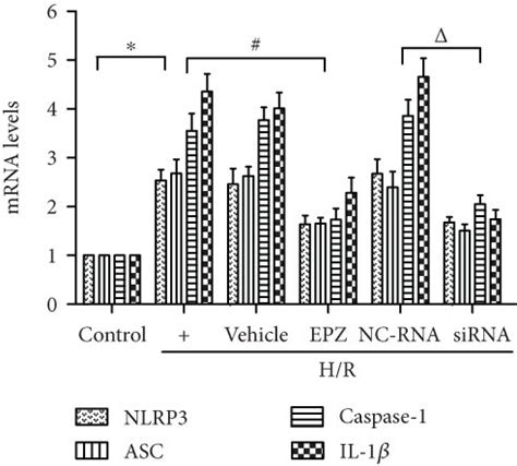 Prmt Inhibition Attenuated H R Induced Pyroptosis In Hk Cells A