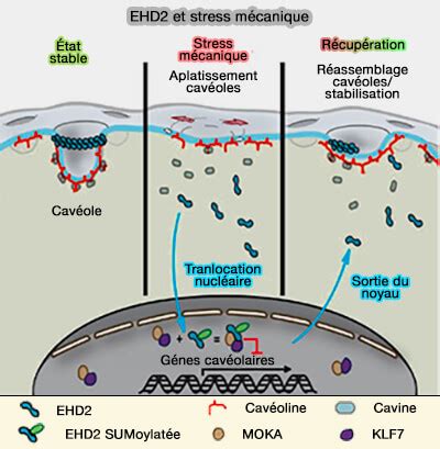 Trafic vésiculaire cavéoles EHD2