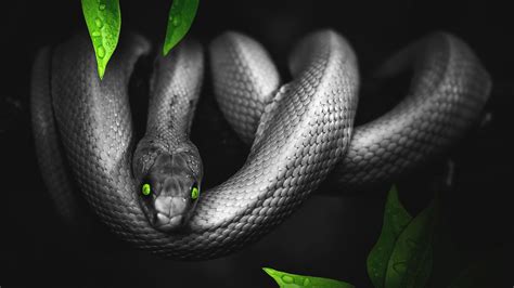 Green and Black Snake Wallpapers - Top Free Green and Black Snake ...