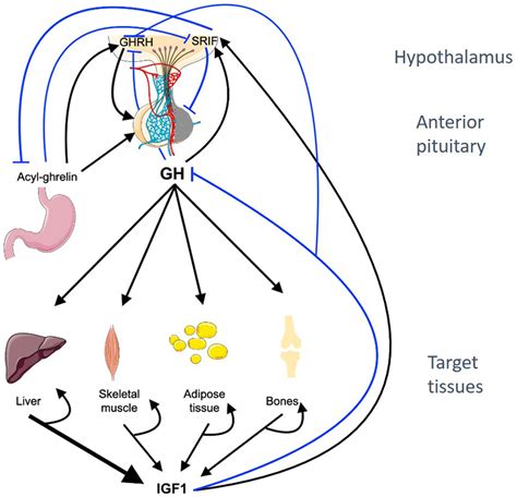 The Growth Hormoneinsulin Like Growth Factor Axis In Pregnancy In