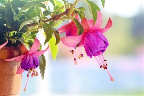 Growing Fuchsia Flowers Care Of Fuchsias Garden Beds