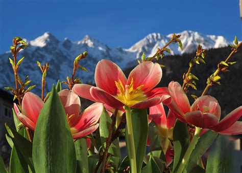 Bis zu 18 Grad Diese Woche Blitz Frühling und 20 Zentimeter Neuschnee