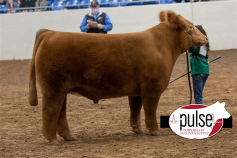 Tulsa State Fair Junior Steers Maine Anjou The Pulse