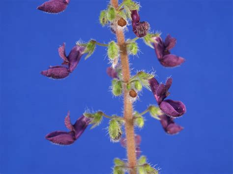 Plectranthus Amboinicus Lamiaceae Image At Phytoimages Siu Edu