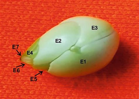 Citrus Polyembryony Intechopen