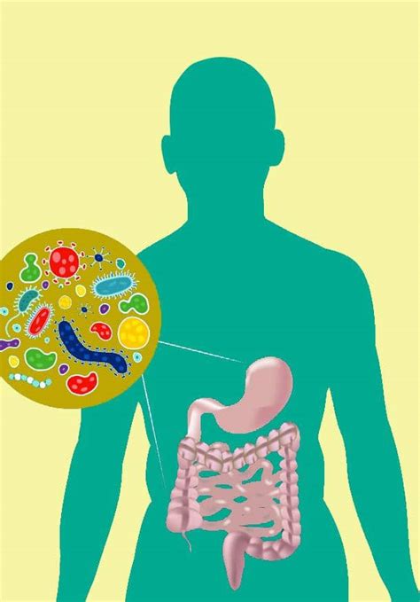 Gut Microbiome And Health 5 Ways To Stay Healthy