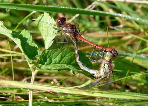 What Can Makers Learn From Dragonfly Sex Make