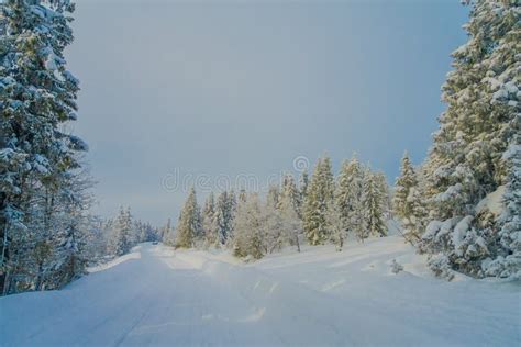 Rboles De Pino Cubiertos Con Nieve En El Bosque En Un Lado Del Camino