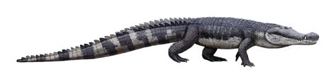 What Did The Largest Alligator Ever Eat To Feed Its Massive 11000