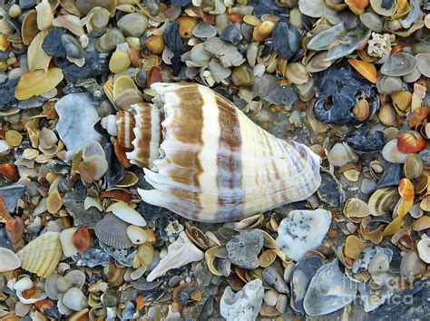 King Crown Conch Photograph By D Hackett Pixels