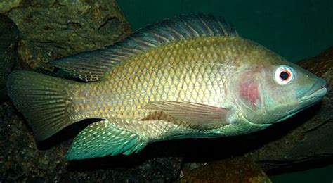 Oreochromis niloticus - Wikipedia