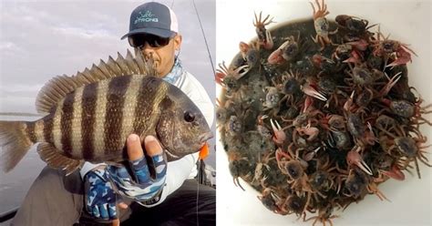 How To Find Fiddler Crabs In The WINTER For Sheepshead