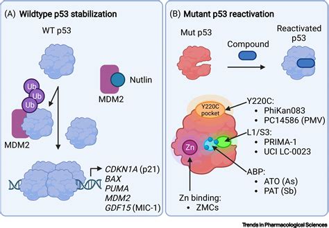 Small Molecule Correctors And Stabilizers To Target P Trends In