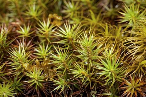 Moss Polytrichum Juniperinum Ohio Moss And Lichen Association