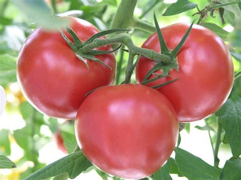 What Are the Best Tomato Varieties? | North Carolina Cooperative Extension