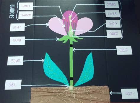 Science Flower Anatomy 3d Project Stories To Read