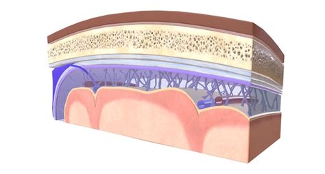 Premium Photo | The anatomy of the meninges