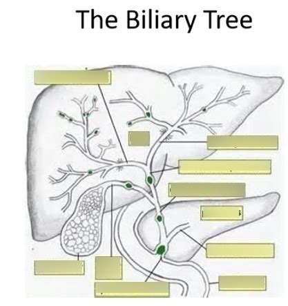 Biliary Tree Anatomy Diagram Quizlet