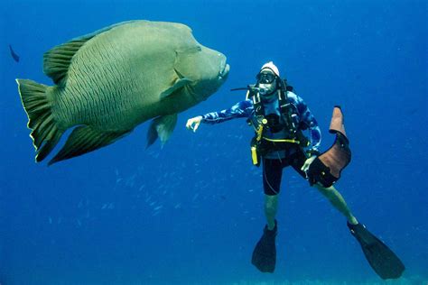 Palau Trip Report | March 2015 | Liveaboard Diving Holidays | Equator ...