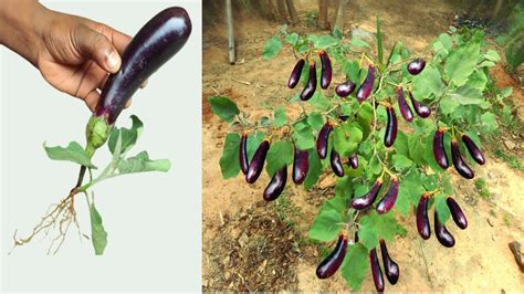 Perfect Technical Unique Grafting Process With Brinjal Tree Eggplant Grow At Home Youtube